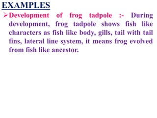 EXAMPLES
Development of frog tadpole :- During
development, frog tadpole shows fish like
characters as fish like body, gills, tail with tail
fins, lateral line system, it means frog evolved
from fish like ancestor.
 