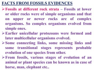 FACTS FROM FOSSILS EVIDENCES
Fossils at different rock strata – Fossils at lower
or older rocks were of simple organisms and that
on upper or newer rocks are of complex
organisms. So complex organisms evolved from
simple ones.
Earlier unicellular protozoans were formed and
later multicellular organisms evolved.
Some connecting links, some missing links and
some transitional stages represents probable
evolution of one species from other.
From fossils, various stages of evolution of an
animal or plant species can be known as in case of
horse, man, elephant etc..
 
