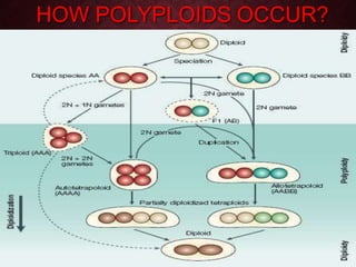 Polyploidy, Mutation and Hybridization with reference to Medicinal ...