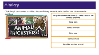 Mimicry
Why do animals use mimicry? Select ALL of the
correct answers.
keep safe
attract animals
hibernate
warn animals
look like another animal
Click the picture to watch a video about mimicry. Use the paint bucket tool to answer the
question.
 