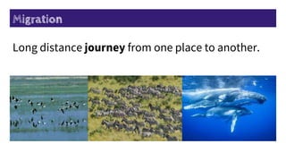 Migration
Long distance journey from one place to another.
 