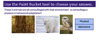 Use the Paint Bucket tool to choose your answer.
These 3 animals are all camouflaged with their environment. Is camouflage a
physical or behavioral adaptation?
Physical
Behavioral
 
