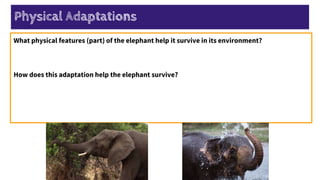 What physical features (part) of the elephant help it survive in its environment?
How does this adaptation help the elephant survive?
Physical Adaptations
 
