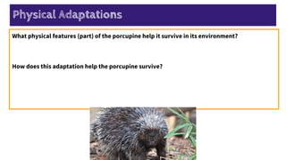 What physical features (part) of the porcupine help it survive in its environment?
How does this adaptation help the porcupine survive?
Physical Adaptations
 
