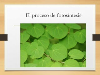 El proceso de fotosíntesis
 