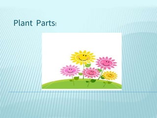 Plant Parts!
 