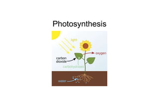 Sunlight
Photosynthesis
 