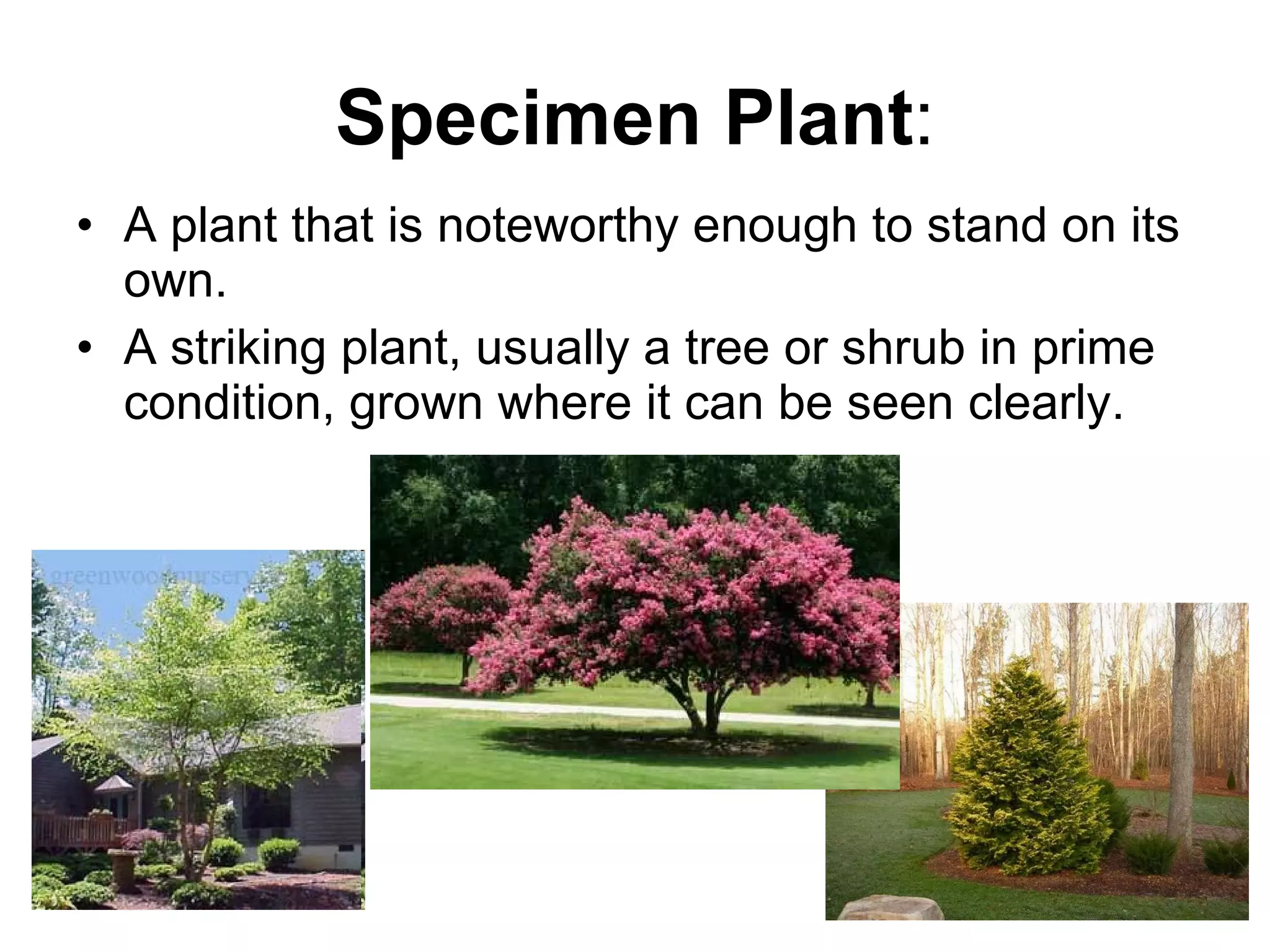 Specimen Plant : A plant that is noteworthy enough to stand on its own. A striking plant, usually a tree or shrub in prime condition, grown where it can be seen clearly.