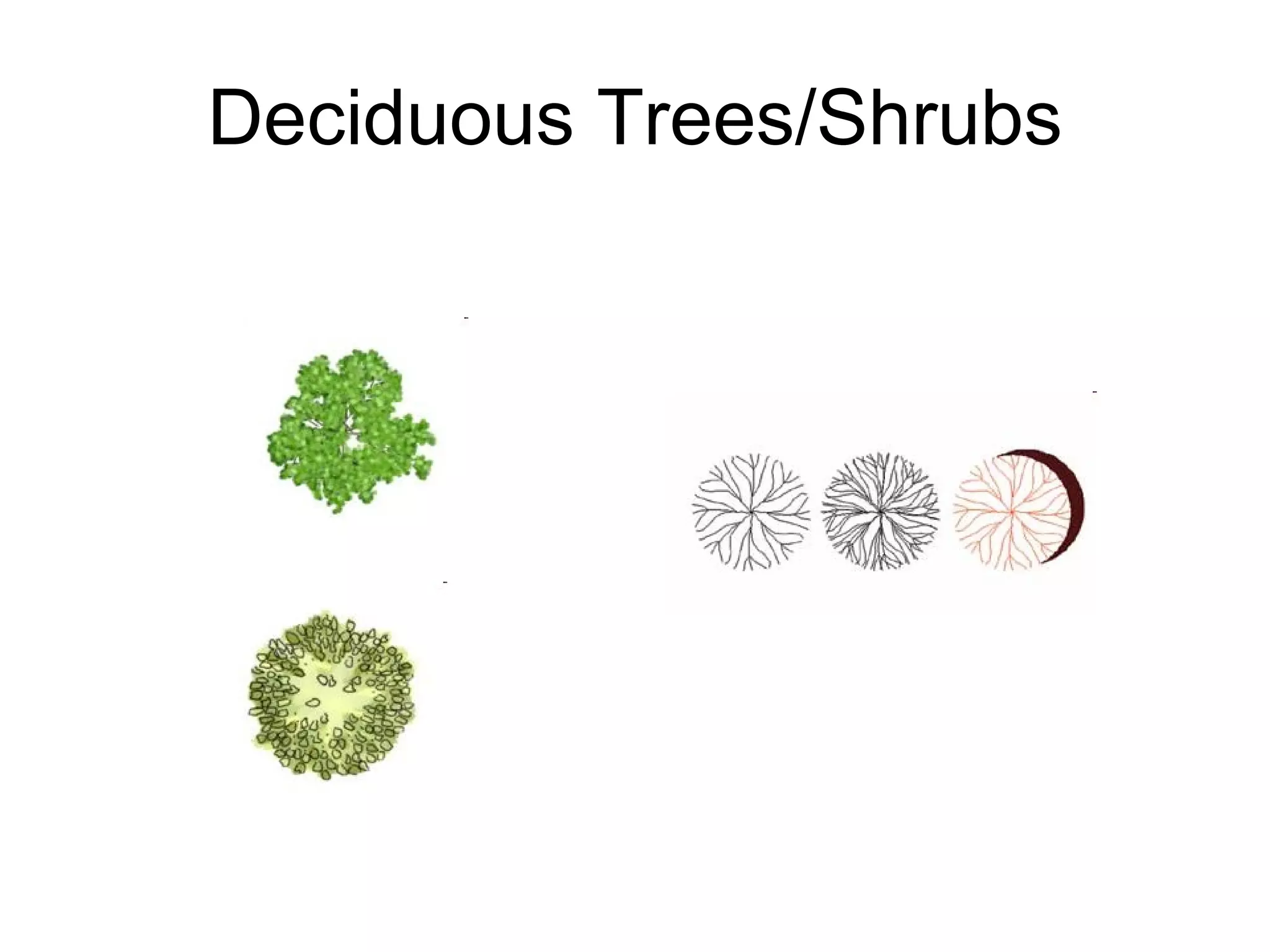 Deciduous Trees/Shrubs