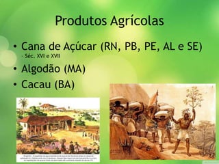Produtos Agrícolas
• Cana de Açúcar (RN, PB, PE, AL e SE)
– Séc. XVI e XVII
• Algodão (MA)
• Cacau (BA)
 