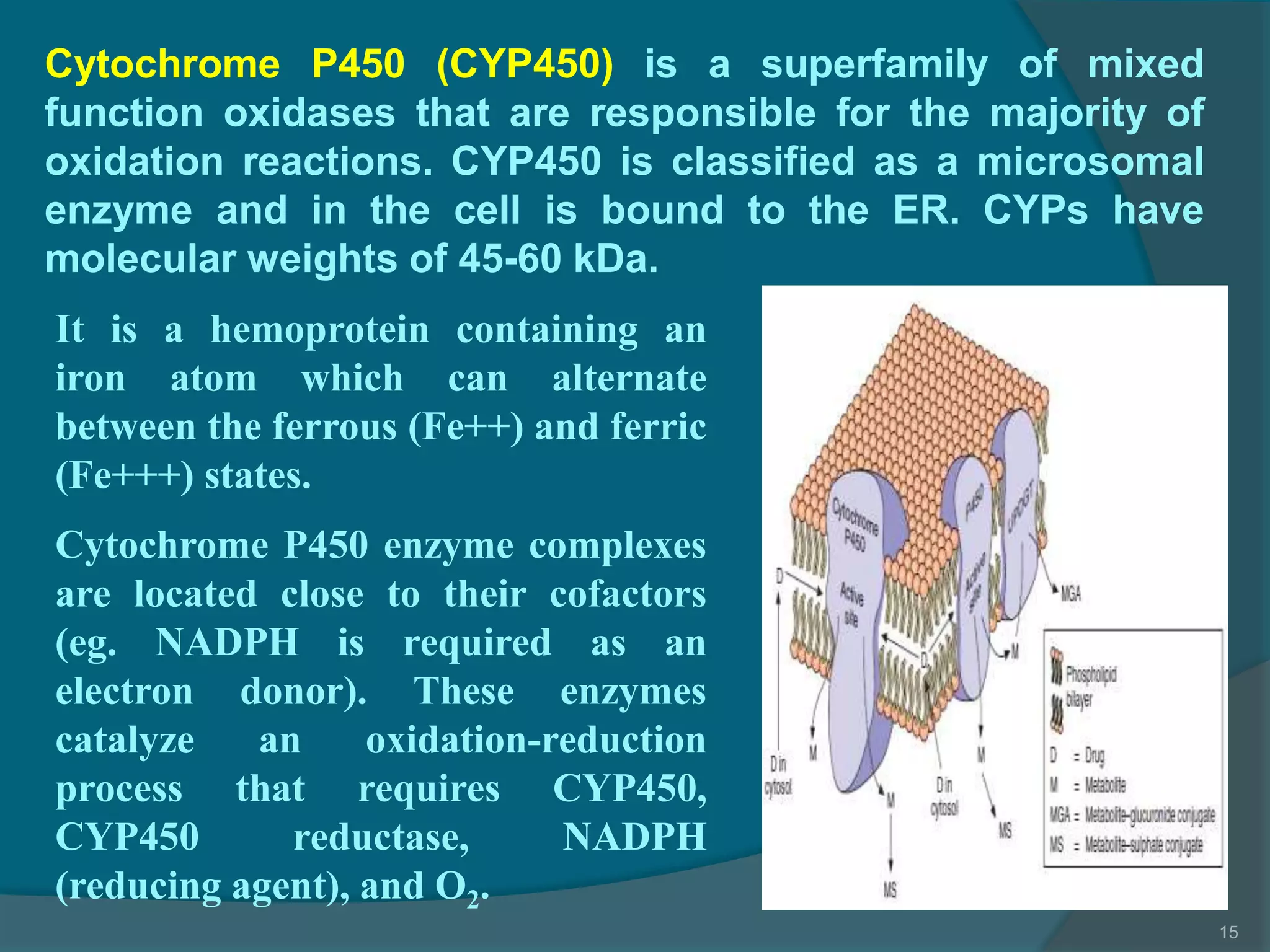 4.drug metabolism ns_15