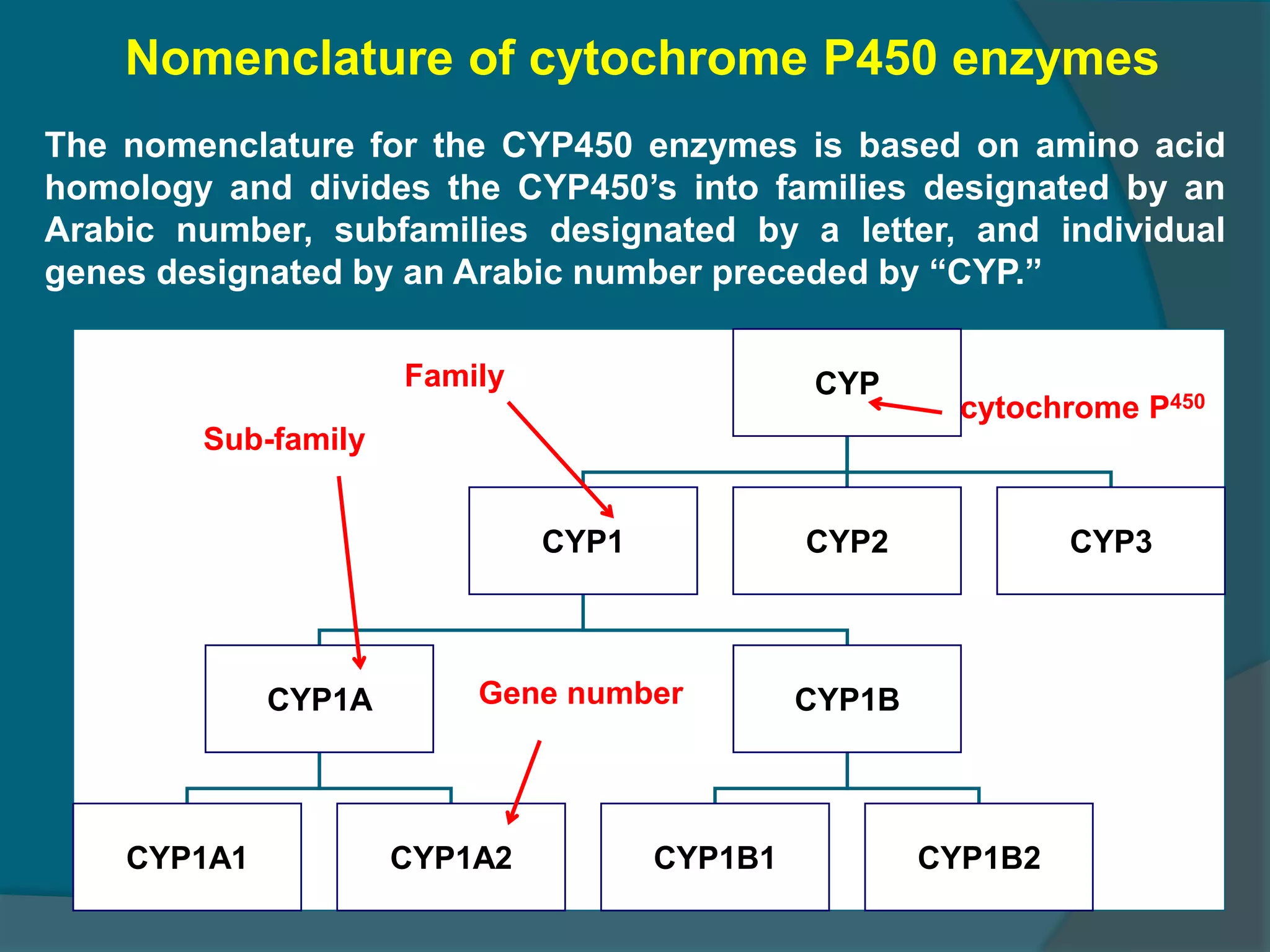 4.drug metabolism ns_15