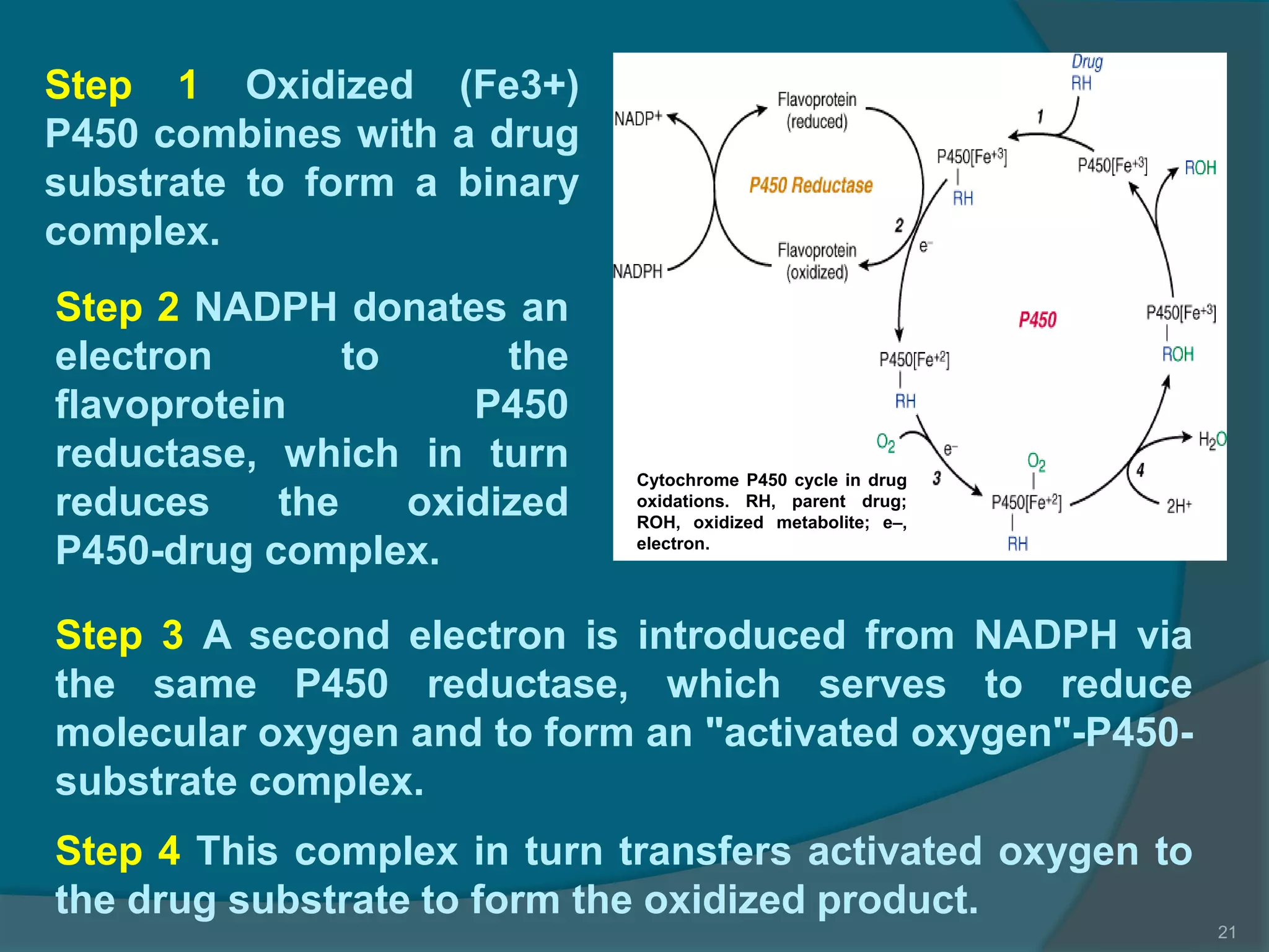 4.drug metabolism ns_15