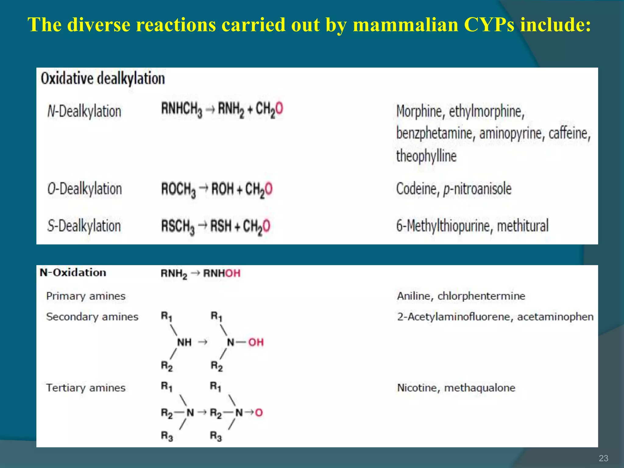 4.drug metabolism ns_15
