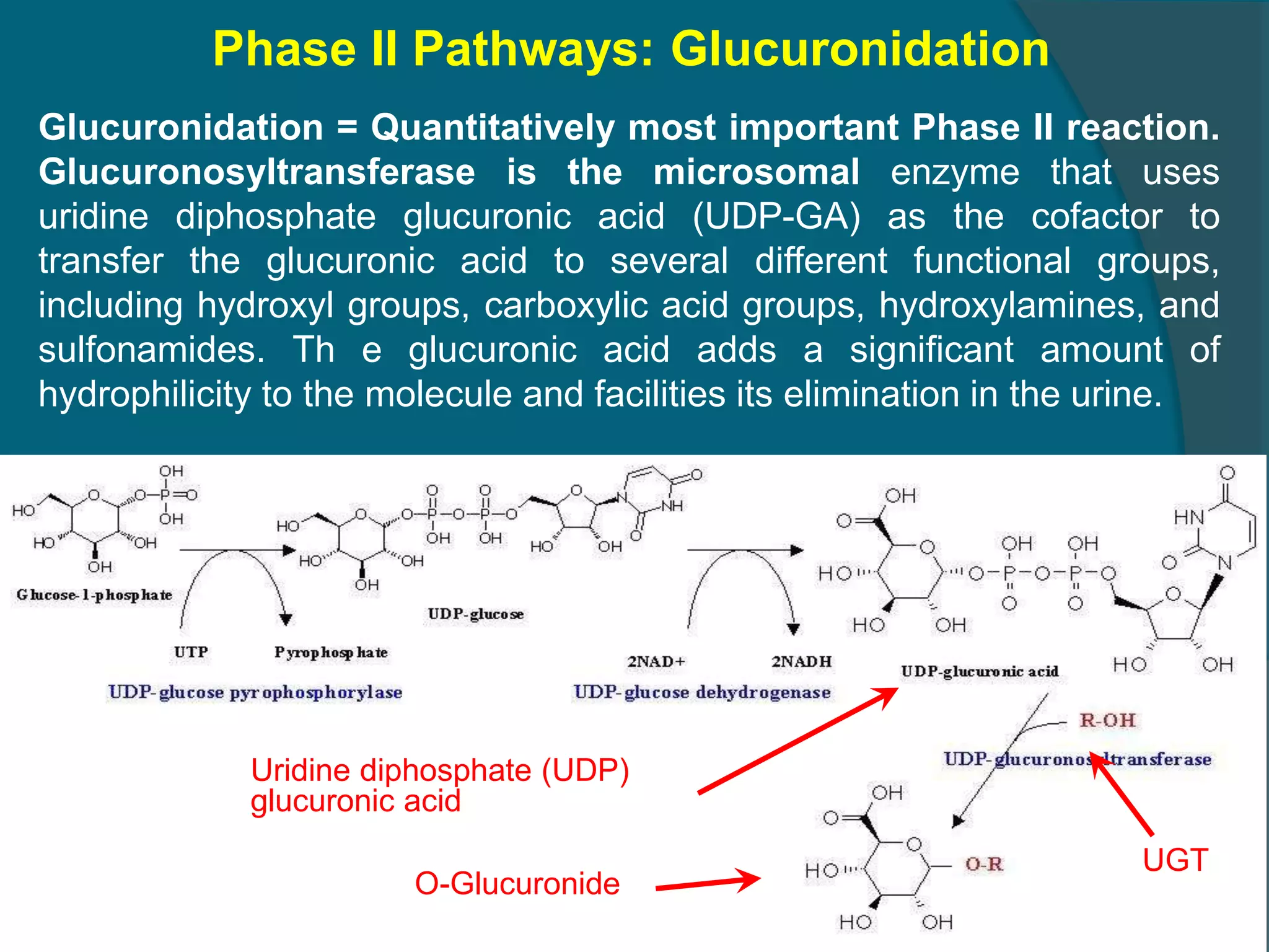 4.drug metabolism ns_15