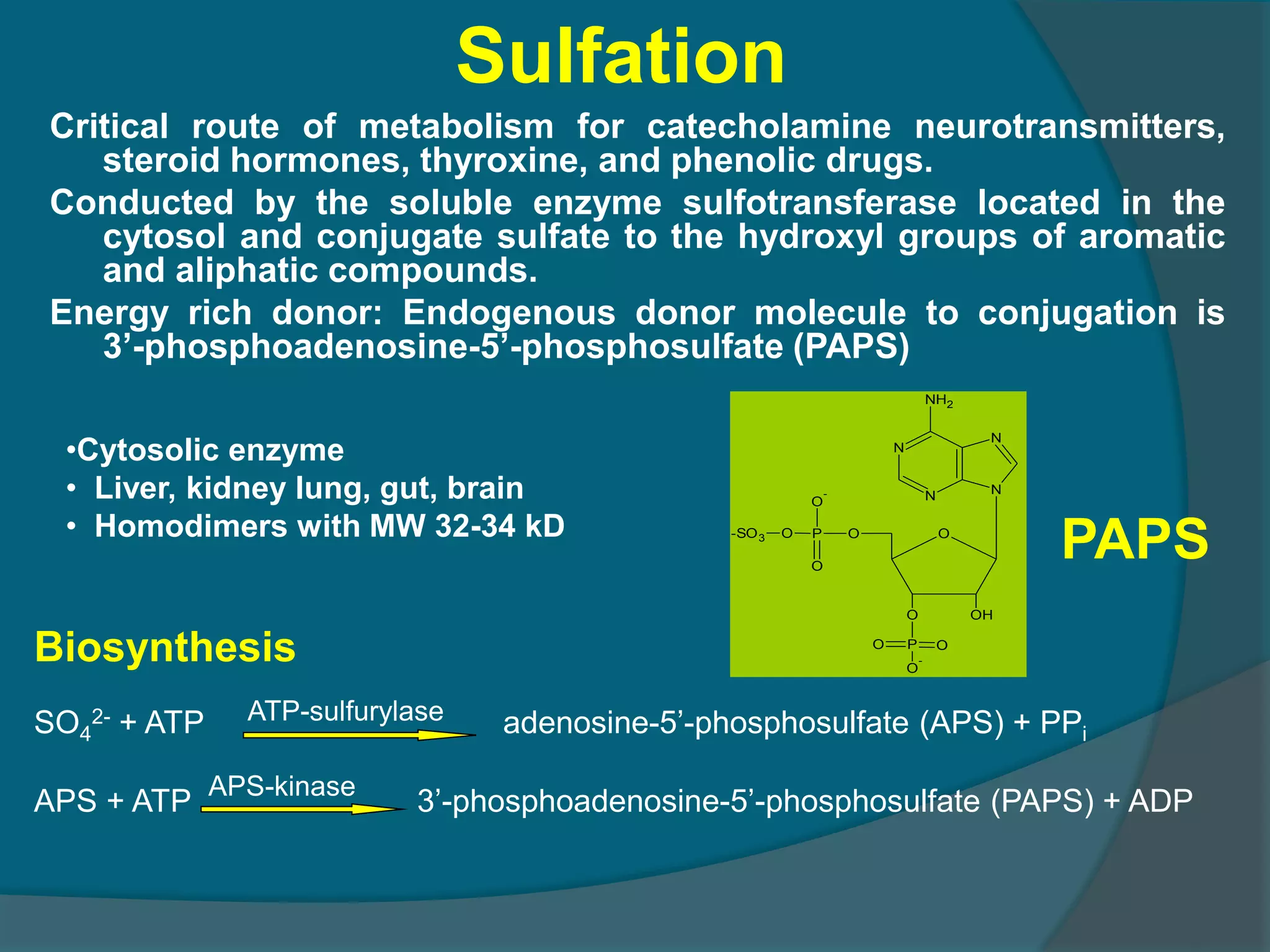 4.drug metabolism ns_15