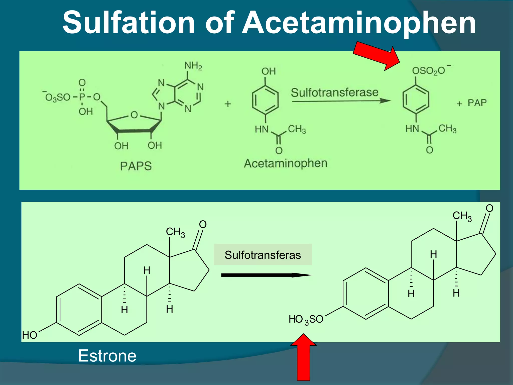 4.drug metabolism ns_15