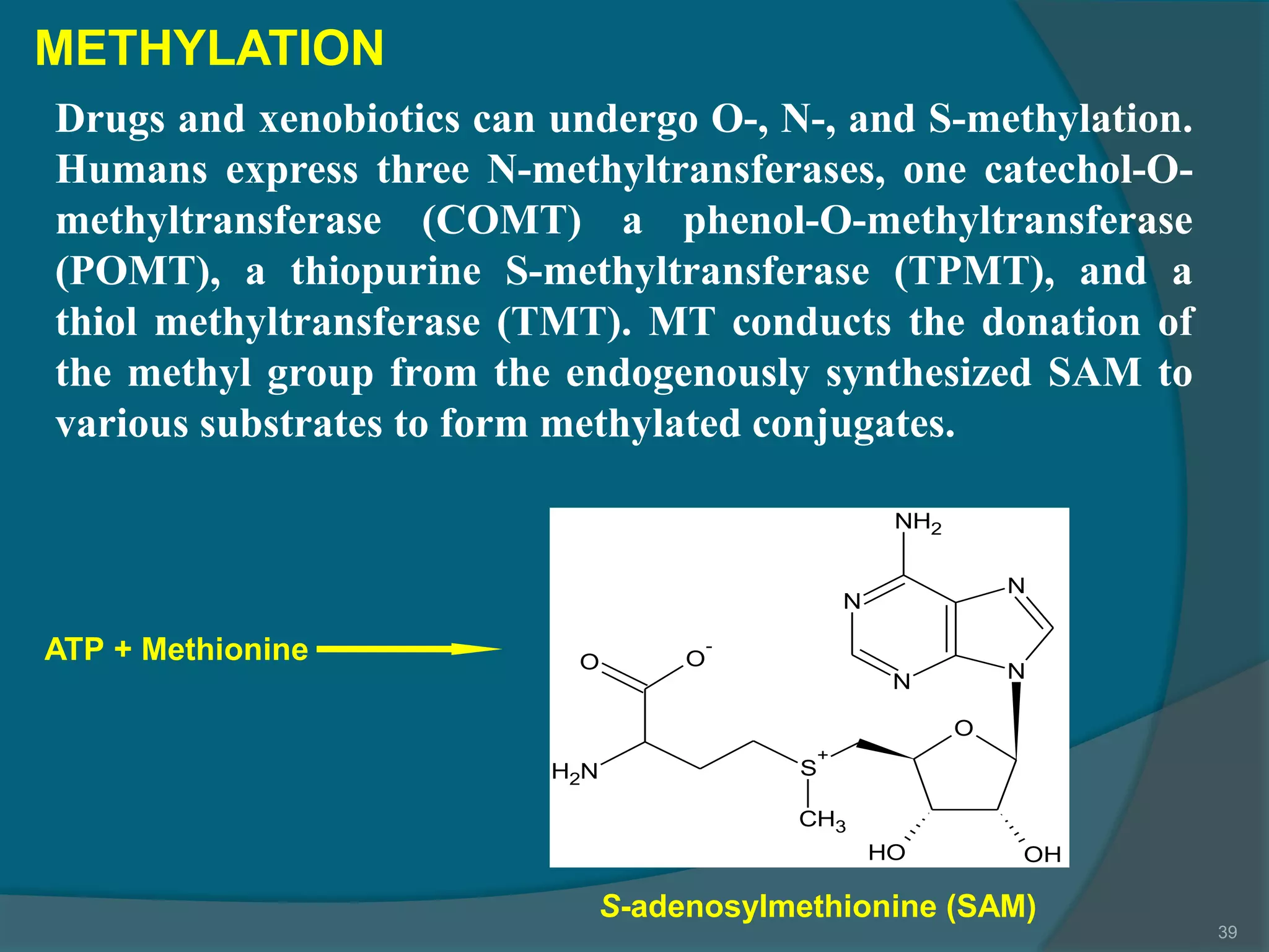 4.drug metabolism ns_15