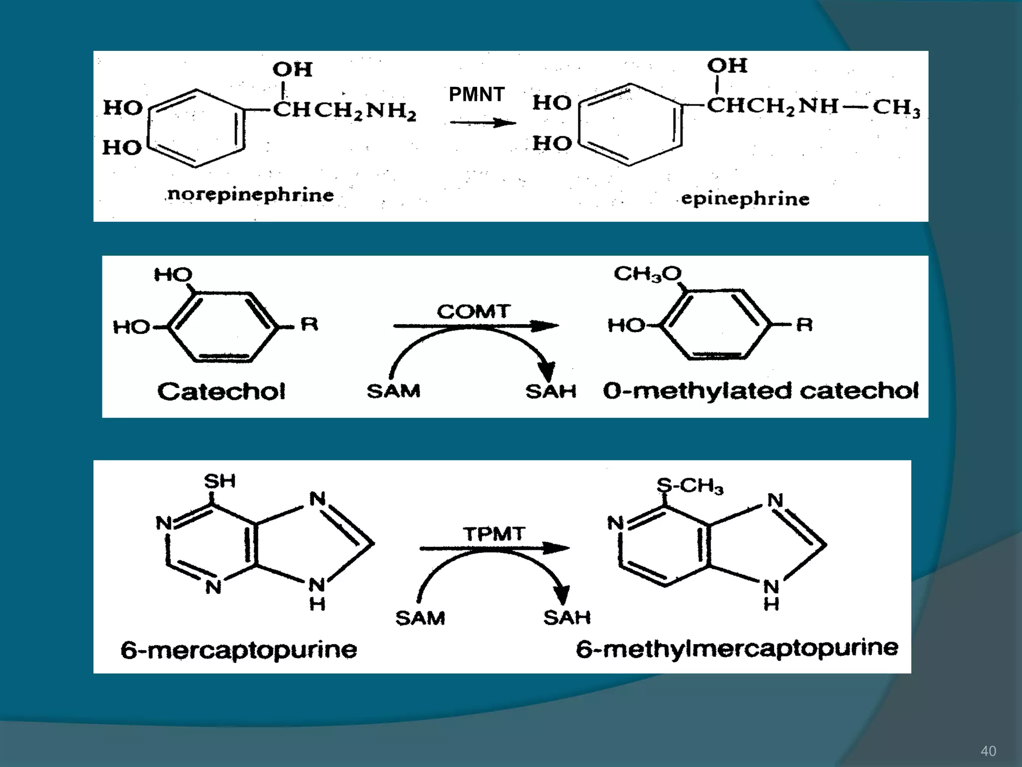 4.drug metabolism ns_15