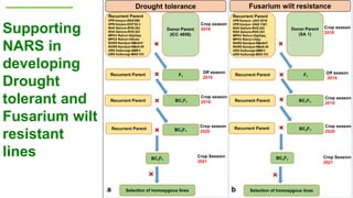 Research Program Genetic Gains (RPGG) Review Meeting 2021: From Discovery to Delivery: A Story of Chickpea By Dr Mahendar Thudi