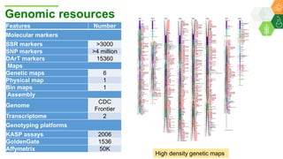 Research Program Genetic Gains (RPGG) Review Meeting 2021: From Discovery to Delivery: A Story of Chickpea By Dr Mahendar Thudi