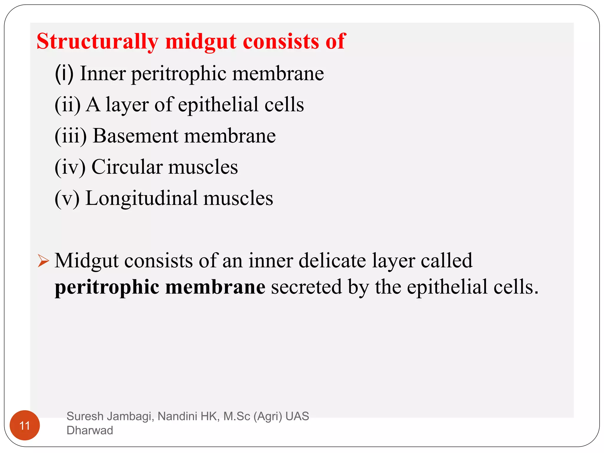 Structurally midgut consists of
(i) Inner peritrophic membrane
(ii) A layer of epithelial cells
(iii) Basement membrane
(iv) Circular muscles
(v) Longitudinal muscles
 Midgut consists of an inner delicate layer called
peritrophic membrane secreted by the epithelial cells.
Suresh Jambagi, Nandini HK, M.Sc (Agri) UAS
Dharwad
11
 