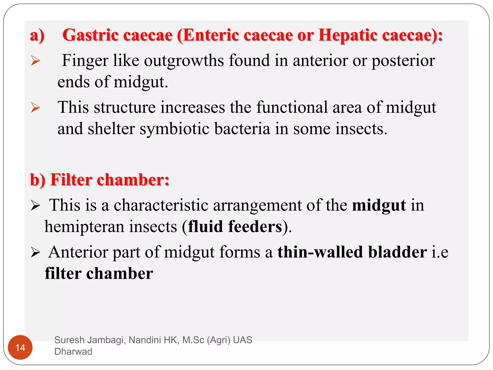 a) Gastric caecae (Enteric caecae or Hepatic caecae):
 Finger like outgrowths found in anterior or posterior
ends of midgut.
 This structure increases the functional area of midgut
and shelter symbiotic bacteria in some insects.
b) Filter chamber:
 This is a characteristic arrangement of the midgut in
hemipteran insects (fluid feeders).
 Anterior part of midgut forms a thin-walled bladder i.e
filter chamber
Suresh Jambagi, Nandini HK, M.Sc (Agri) UAS
Dharwad
14
 