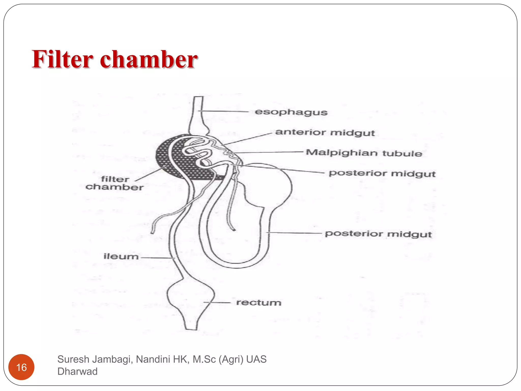 Filter chamber
Suresh Jambagi, Nandini HK, M.Sc (Agri) UAS
Dharwad
16
 