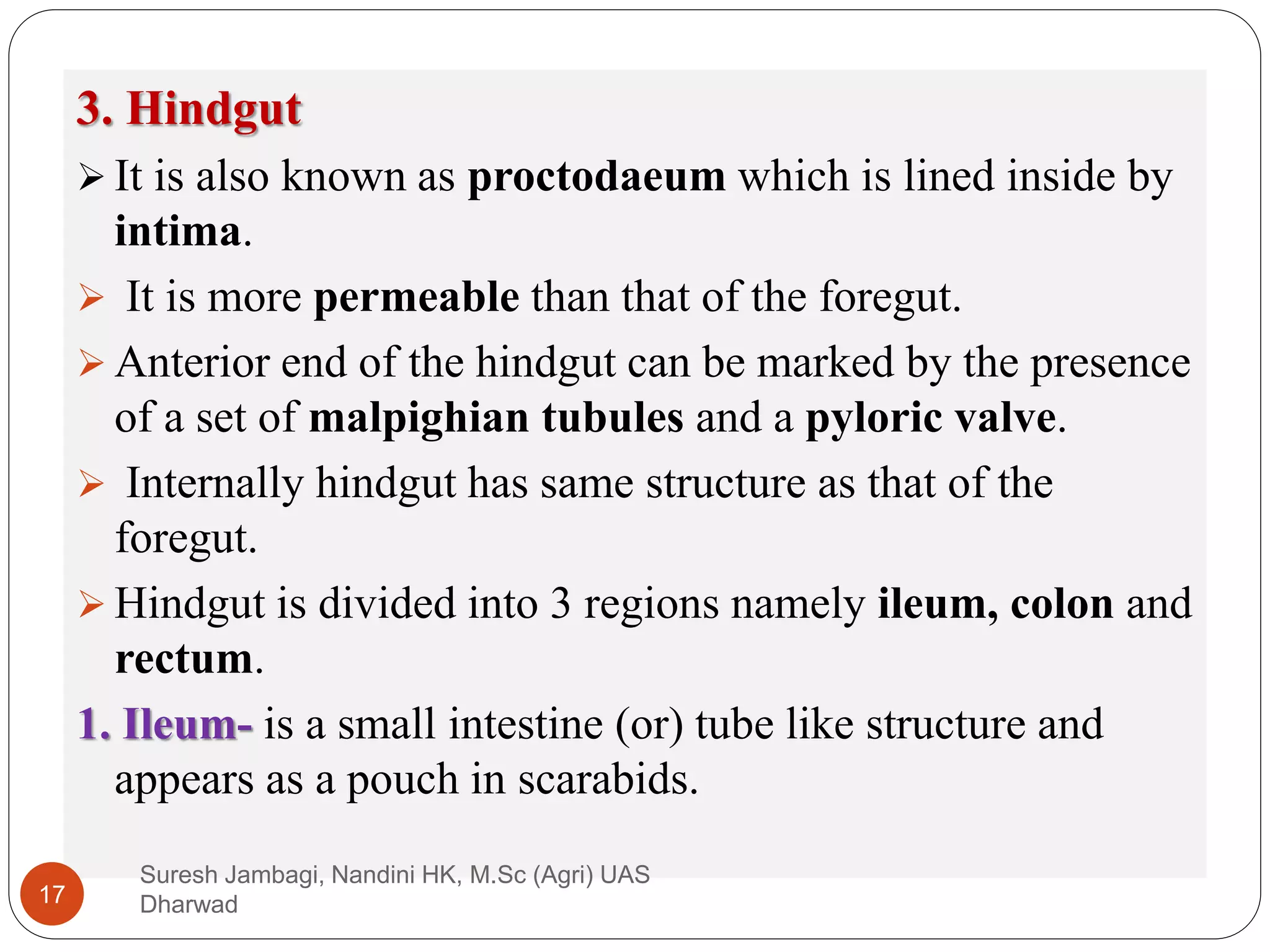 3. Hindgut
 It is also known as proctodaeum which is lined inside by
intima.
 It is more permeable than that of the foregut.
 Anterior end of the hindgut can be marked by the presence
of a set of malpighian tubules and a pyloric valve.
 Internally hindgut has same structure as that of the
foregut.
 Hindgut is divided into 3 regions namely ileum, colon and
rectum.
1. Ileum- is a small intestine (or) tube like structure and
appears as a pouch in scarabids.
Suresh Jambagi, Nandini HK, M.Sc (Agri) UAS
Dharwad
17
 