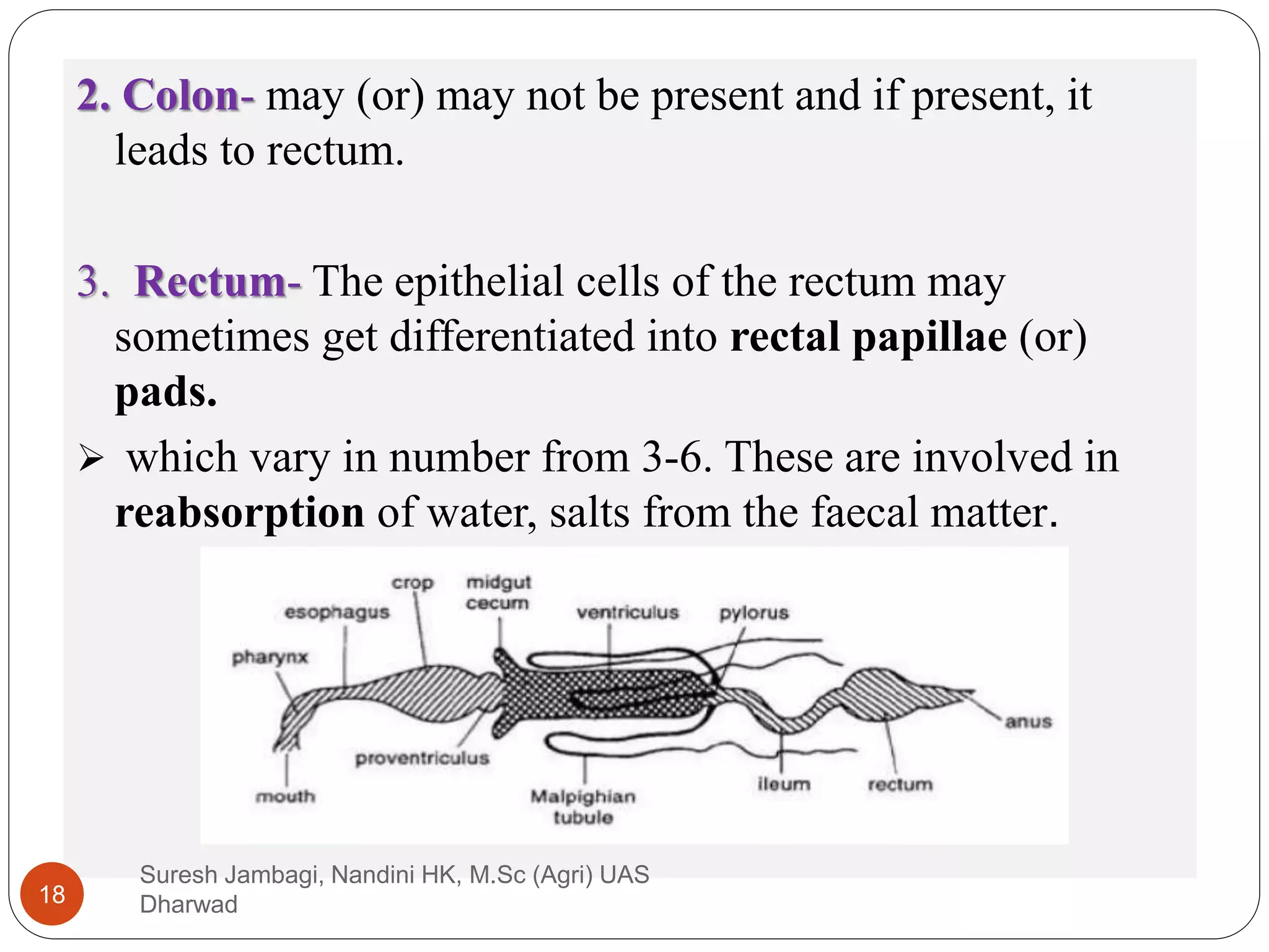 2. Colon- may (or) may not be present and if present, it
leads to rectum.
3. Rectum- The epithelial cells of the rectum may
sometimes get differentiated into rectal papillae (or)
pads.
 which vary in number from 3-6. These are involved in
reabsorption of water, salts from the faecal matter.
Suresh Jambagi, Nandini HK, M.Sc (Agri) UAS
Dharwad
18
 