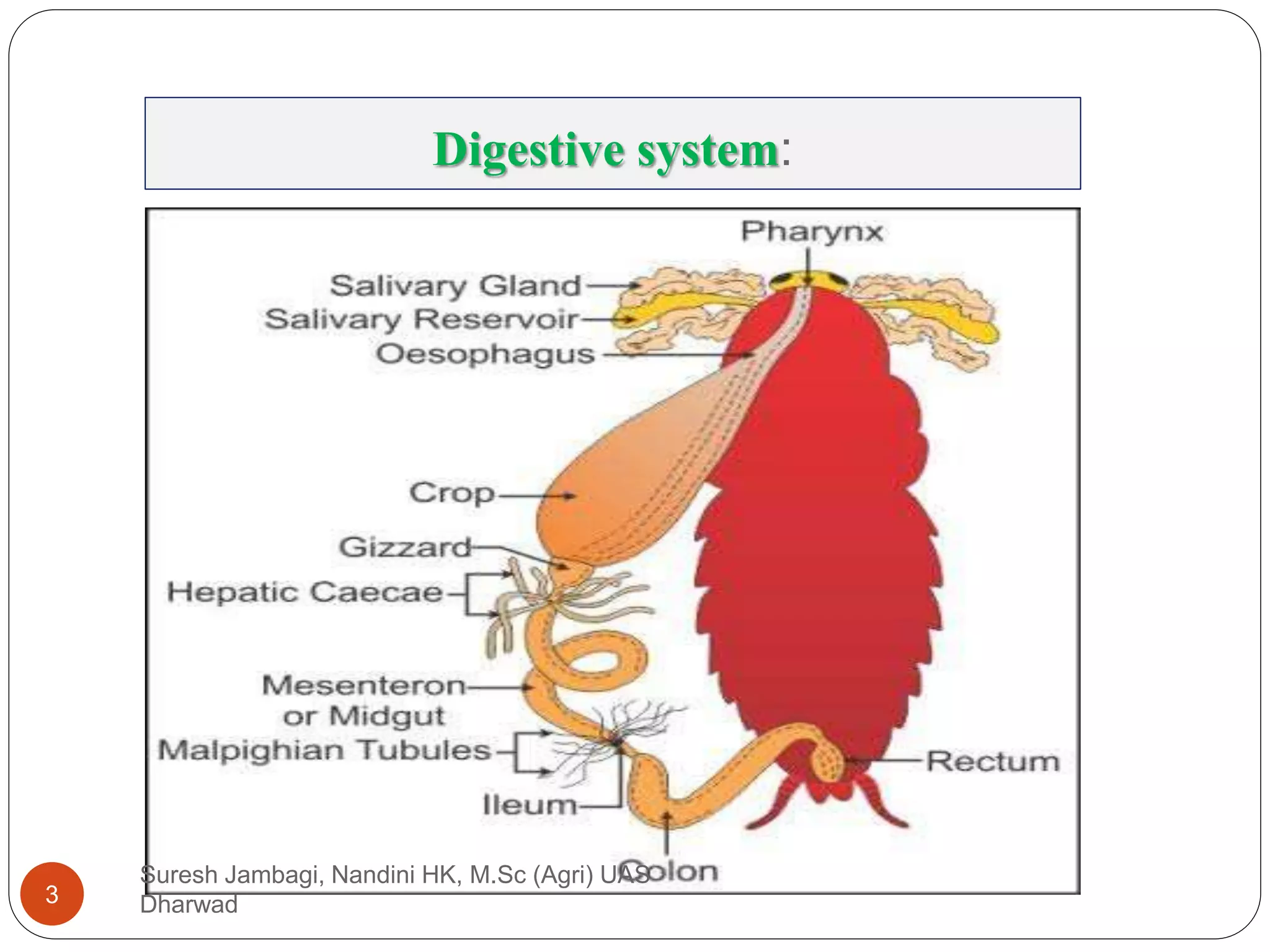 Digestive system:
Suresh Jambagi, Nandini HK, M.Sc (Agri) UAS
Dharwad
3
 