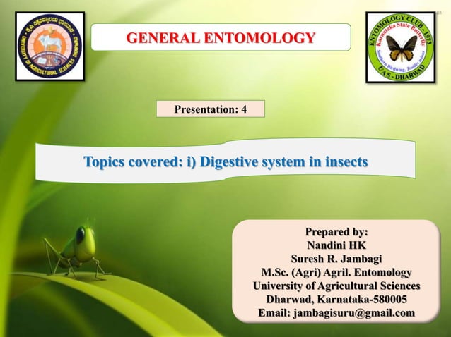 Digestive system in insects | PPTX | Biological Sciences | Science