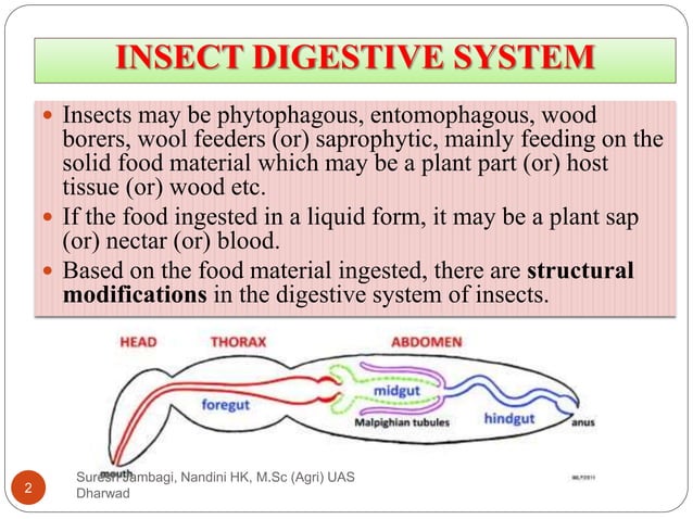 Digestive system in insects | PPTX | Biological Sciences | Science