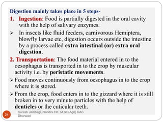 Digestive system in insects | PPTX | Biological Sciences | Science