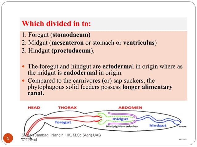 Digestive system in insects | PPTX | Biological Sciences | Science