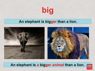big
An elephant is bigger than a lion.
An elephant is a bigger animal than a lion.
 