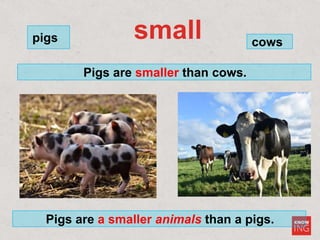 small cows
pigs
Pigs are smaller than cows.
Pigs are a smaller animals than a pigs.
 