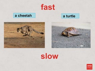 fast
a cheetah a turtle
slow
 