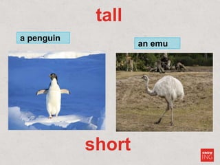 tall
a penguin
an emu
short
 