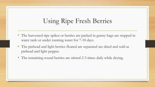 Using Ripe Fresh Berries
• The harvested ripe spikes or berries are packed in gunny bags are stepped in
water tank or under running water for 7-10 days.
• The pinhead and light berries floated are separated are dried and sold as
pinhead and light pepper.
• The remaining sound berries are stirred 2-3 times daily while drying.
 