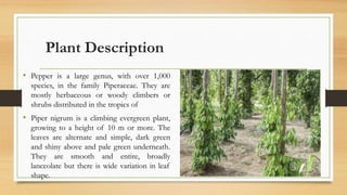 Plant Description
• Pepper is a large genus, with over 1,000
species, in the family Piperaceae. They are
mostly herbaceous or woody climbers or
shrubs distributed in the tropics of
• Piper nigrum is a climbing evergreen plant,
growing to a height of 10 m or more. The
leaves are alternate and simple, dark green
and shiny above and pale green underneath.
They are smooth and entire, broadly
lanceolate but there is wide variation in leaf
shape.
 