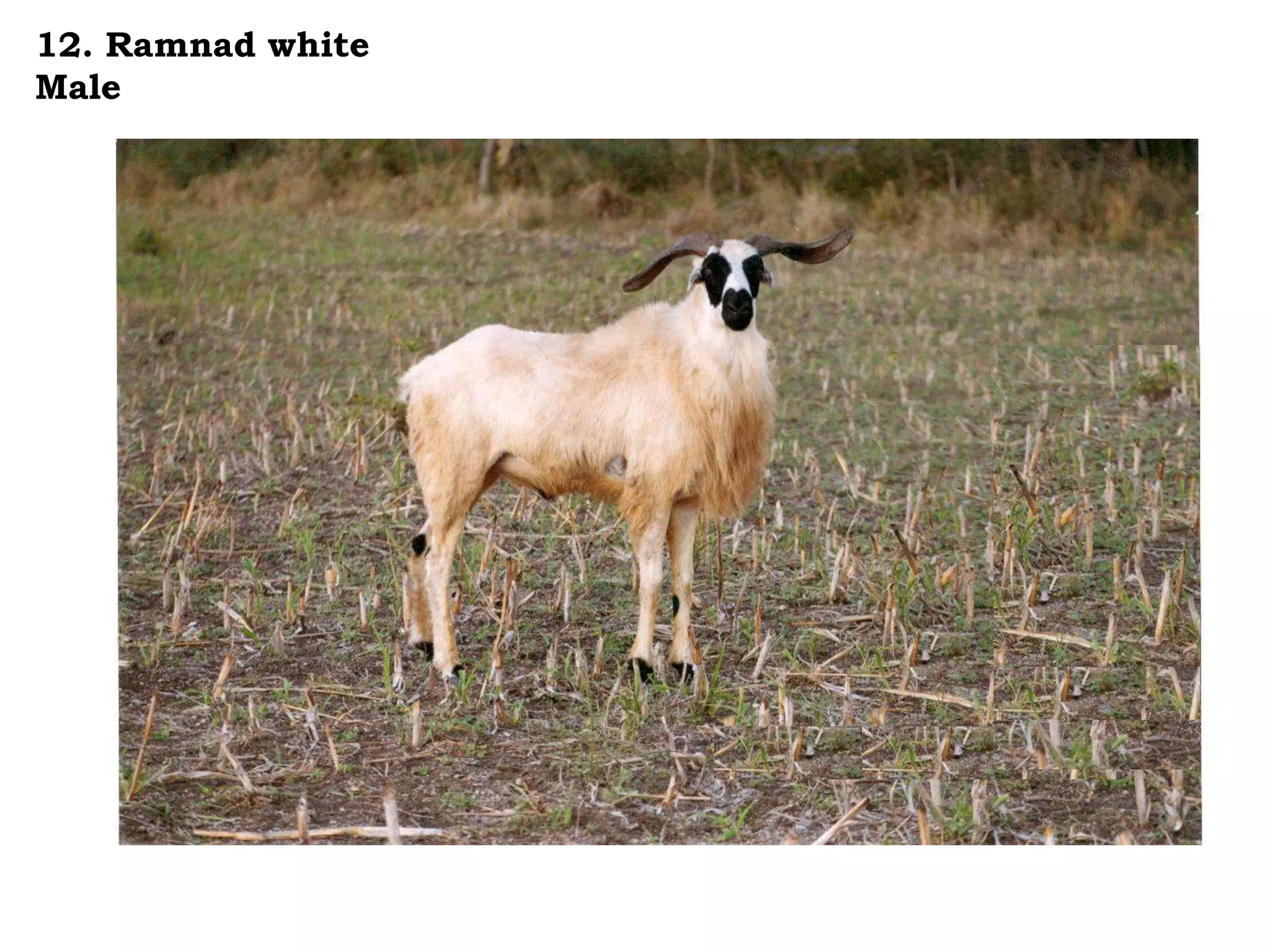 12. Ramnad white
Male
 