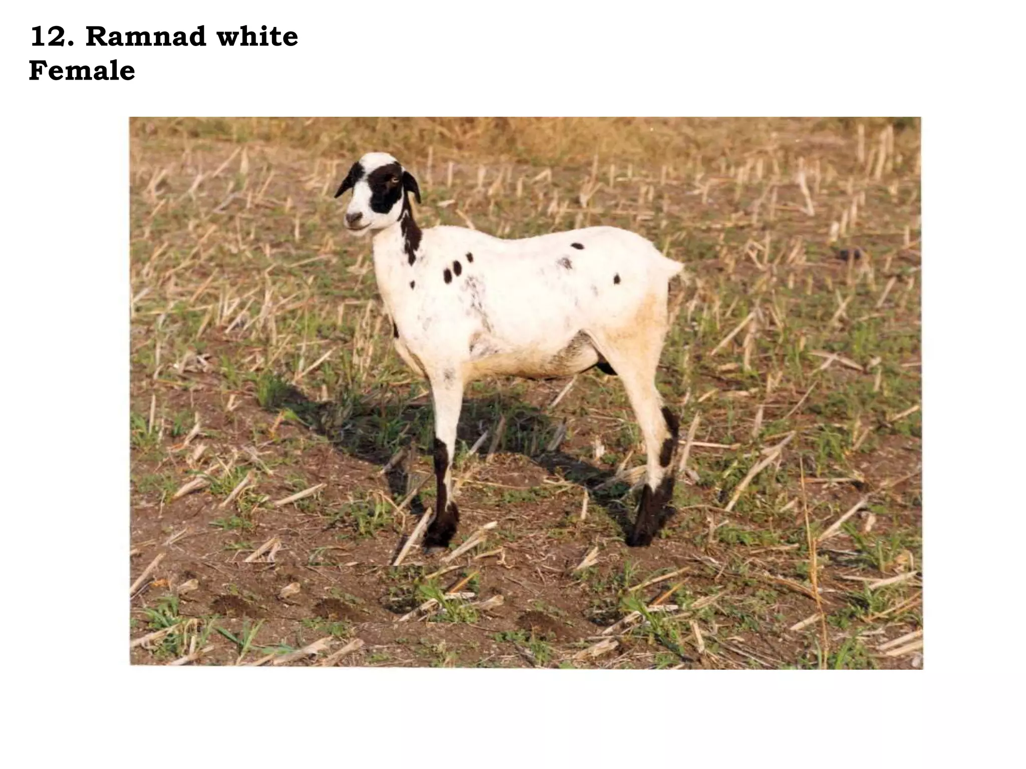12. Ramnad white
Female
 