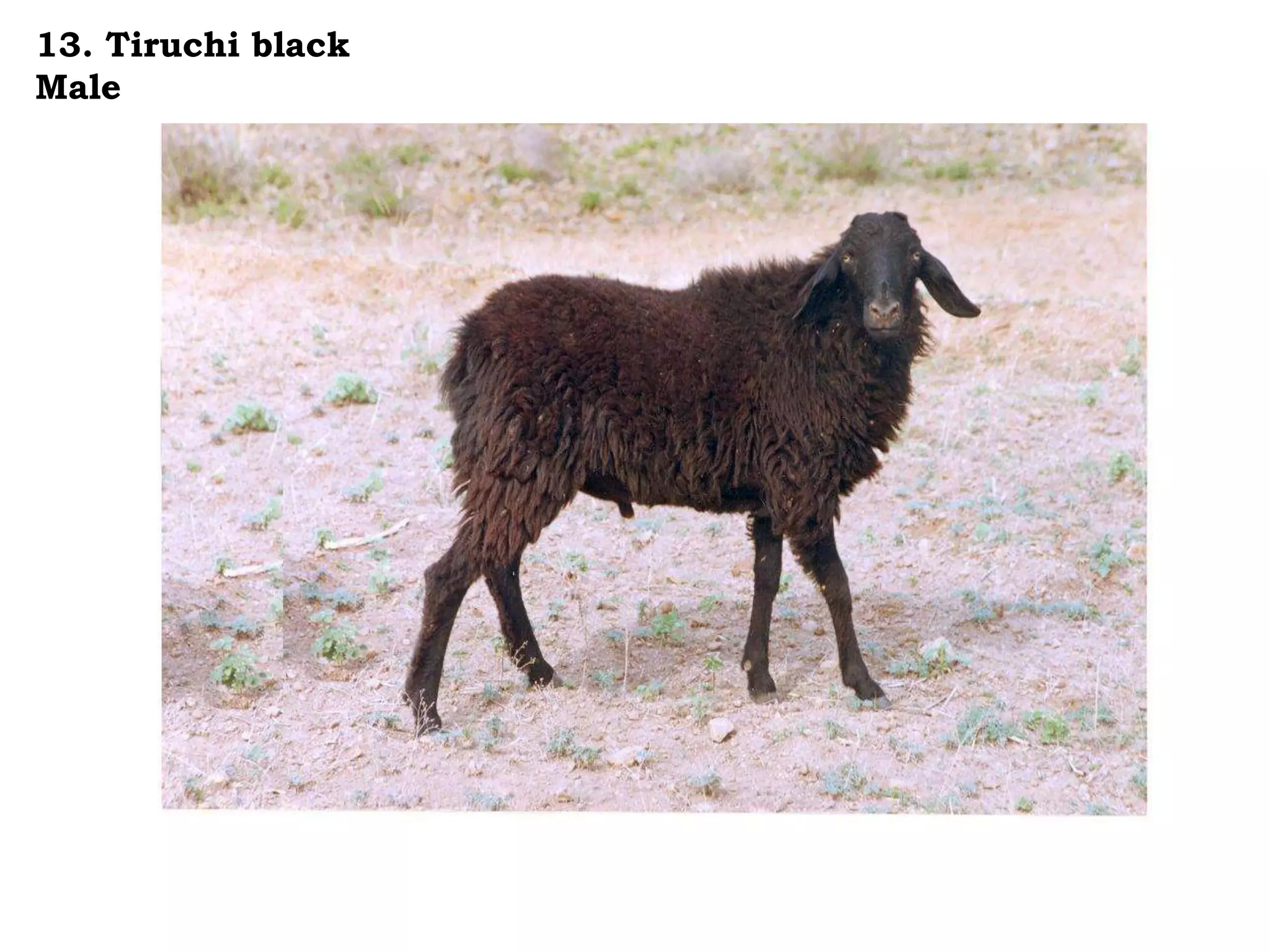 13. Tiruchi black
Male
 