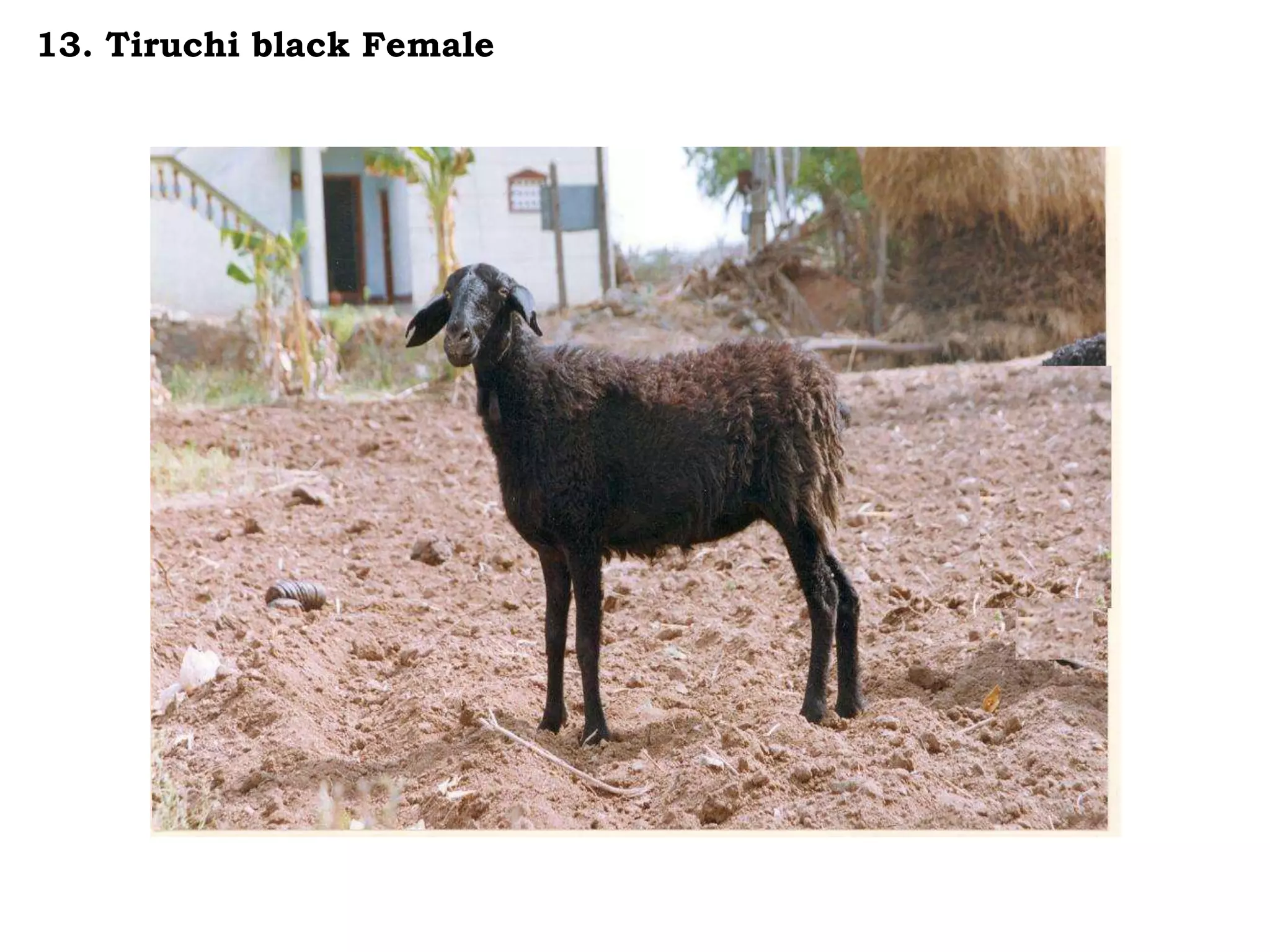 13. Tiruchi black Female
 
