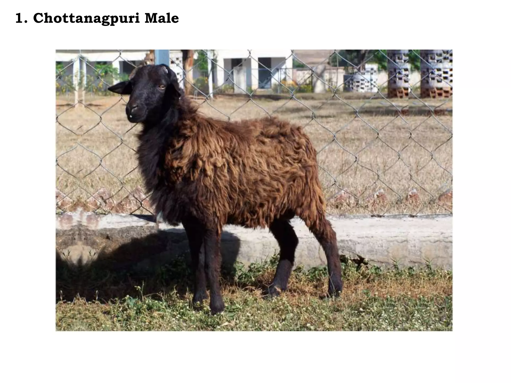 1. Chottanagpuri Male
 