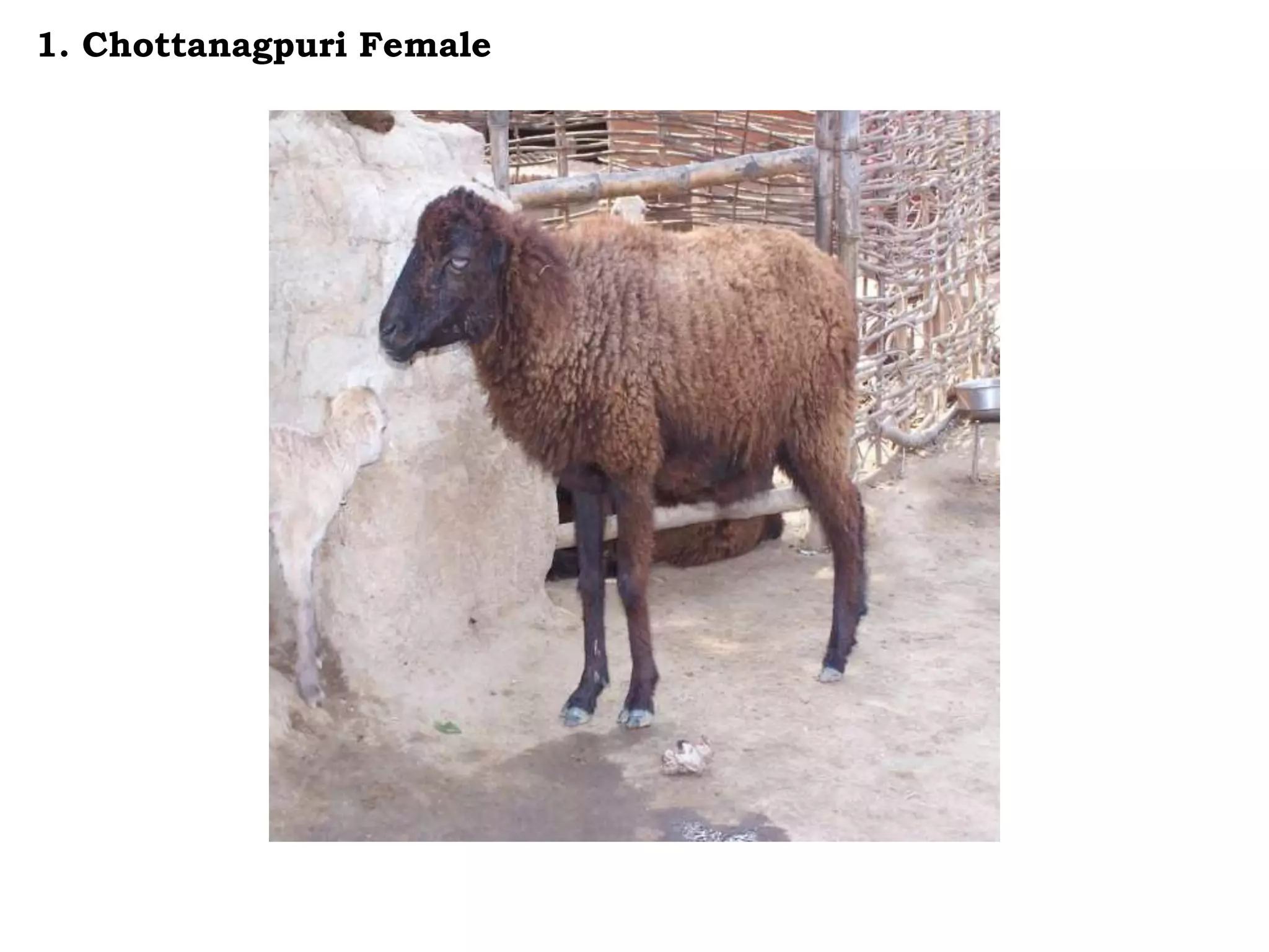 1. Chottanagpuri Female
 