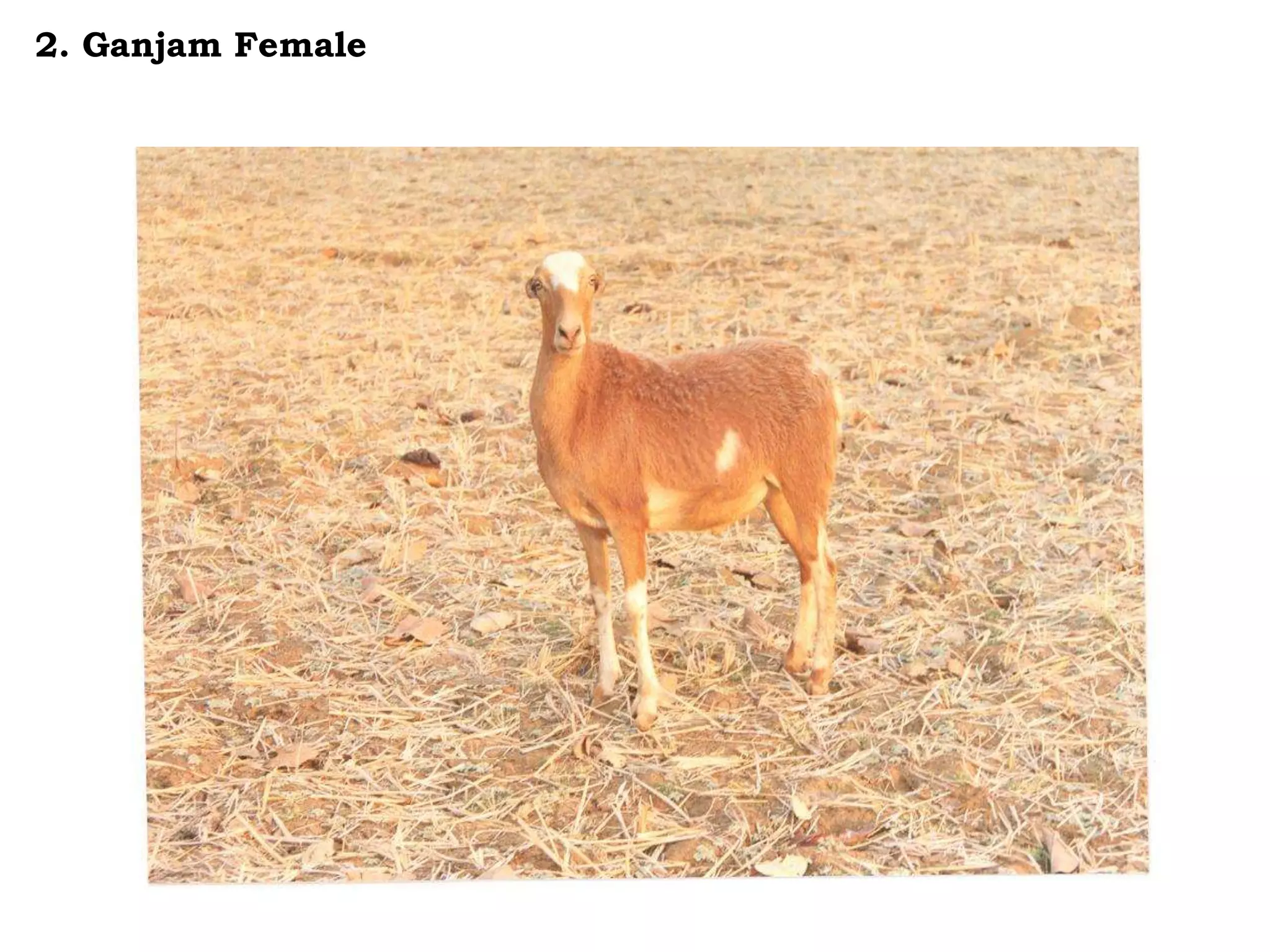 2. Ganjam Female
 