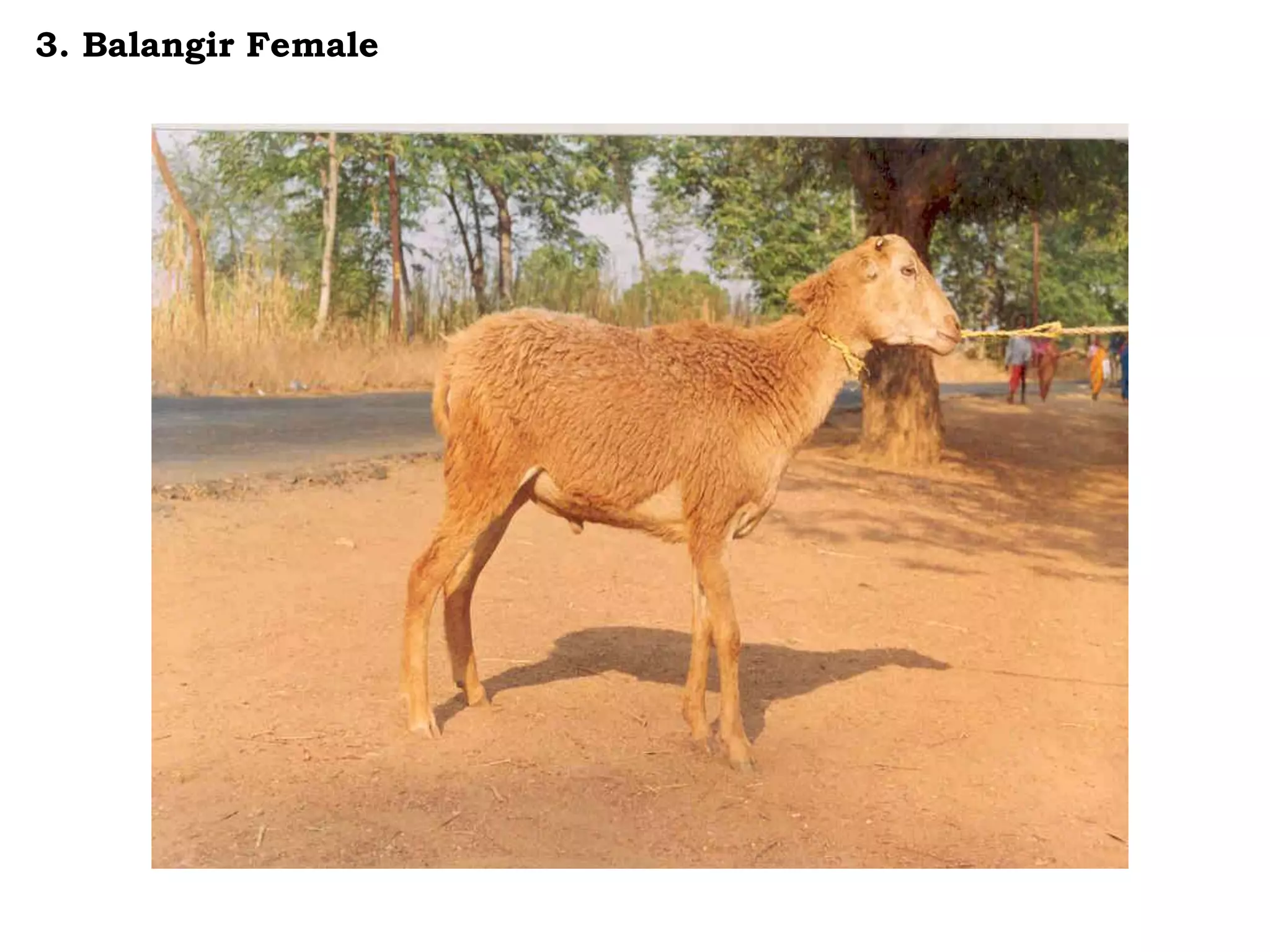 3. Balangir Female
 