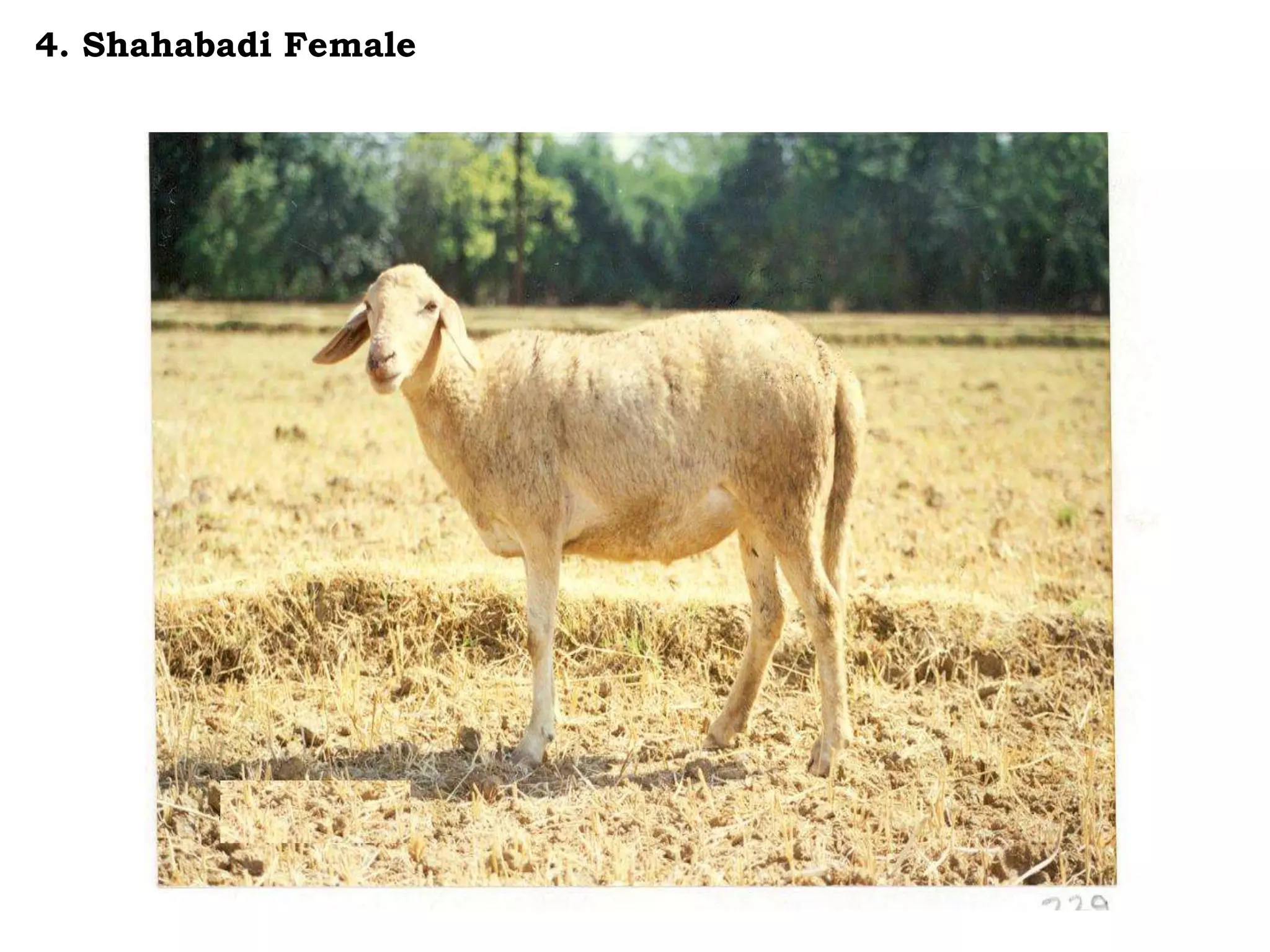 4. Shahabadi Female
 